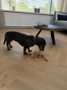 floer-walfischgraet-vinyl-gaia-graubeige-hunde-5