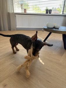 floer-walfischgraet-vinyl-gaia-graubeige-hunde-5